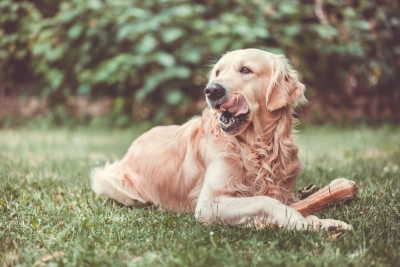 Pups to Seniors dogs