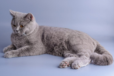 Choosing the Perfect Cat Breed