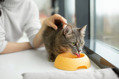 Training and Socializing Your New Feline