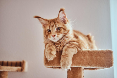 Furniture and Spaces Your Feline will Love