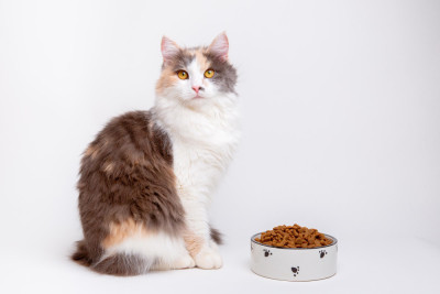 Ensuring a Balanced Diet for Your Cat