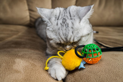 Creative Toys and Games to Keep Your Cat Active