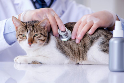 Common Cat Health Issues and How to Address Them