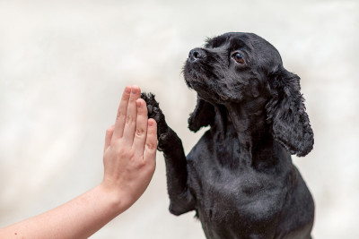 Dog Body Language