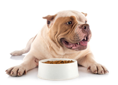 Nutrition and Feeding Tips for a Healthy Dog