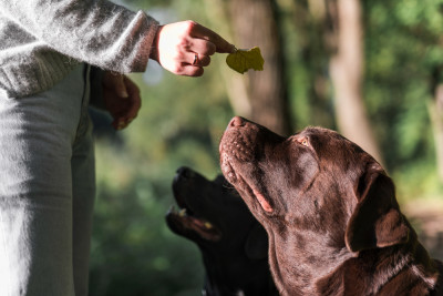 How Dogs Perceive Their Environment