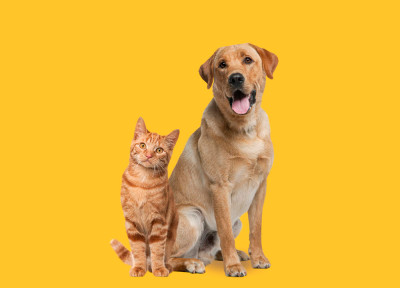 Are Dogs or Cats Better Pets ?