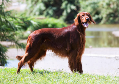 Rare and Exotic Dog Breeds You Might Not Know