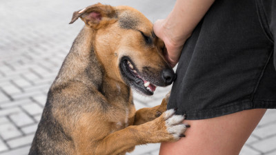 Addressing and Correcting Dogs Behavioral Issues