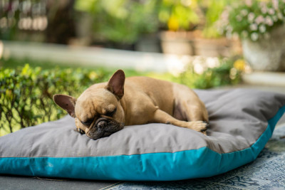 Understanding Your Dog Sleep Patterns