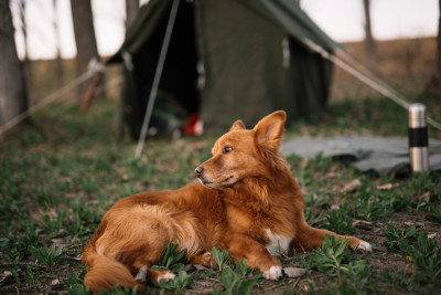 Adventures of Hiking and Camping with Dogs