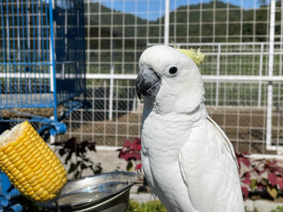 Birds as Pets