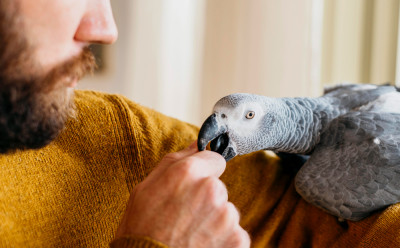 Popular Pet Birds