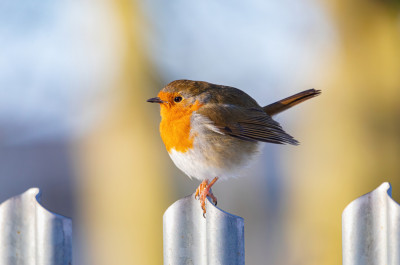 Bird Fly Indoors