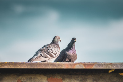 Introducing New Birds to Your Avian Family