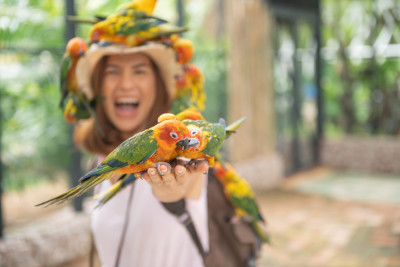 Travel with Your Pet Bird