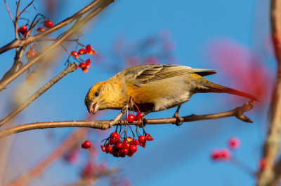 The Art of Birdsong and Its Meanings