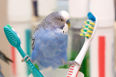 Hygiene for Birds