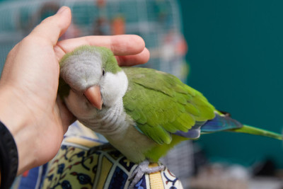 Connection Between Owners and Their Avian Companions