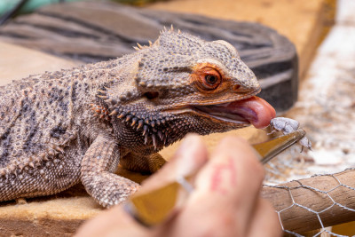 Reptile Health and Wellness