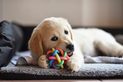 Choosing the Right Dog Toys Fun Safety and Enrichment