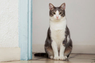 Understanding Cat Behavior