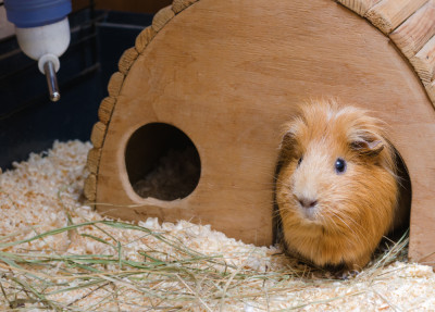 Cozy Home for Small Mammal Pets