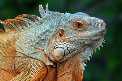 The Fascinating World of Exotic Pets