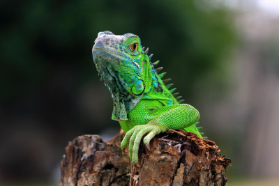 The Exotic Pet Experience Tales and Tips from Enthusiastic Owners