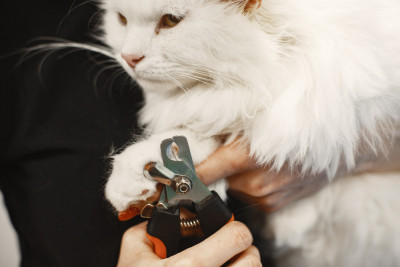 A Cat Grooming Guide Tips for Keeping Your Feline Friend WellKempt