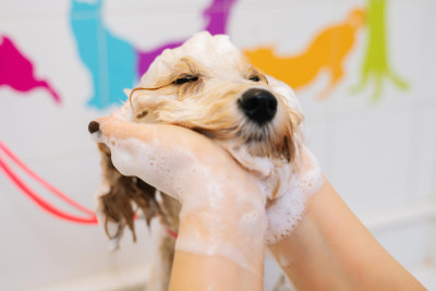 The Ultimate Guide to Dog Grooming