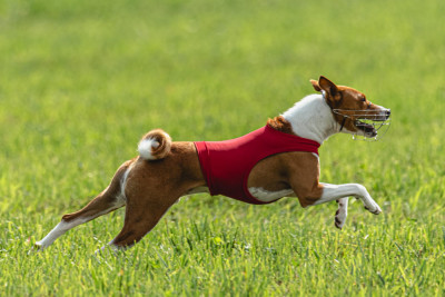 Exploring Canine Sports Unleashing the Athlete in Your Dog