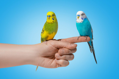 The Surprising Smarts of Pet Birds