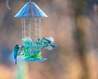 Flight Training for Pet Birds