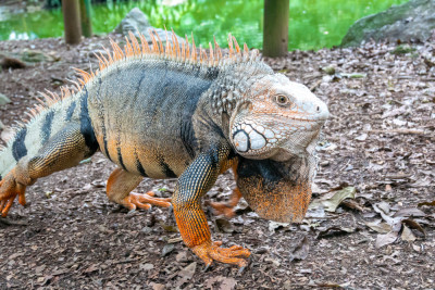 Meet the MiniDinosaurs The Fascinating World of Pet Reptiles