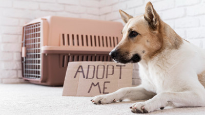 The Benefits of Adopting a Shelter Pet