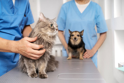 The Importance of Regular Veterinary Checkups for Pets