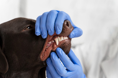 Pet Dental Care Teeth and Gums