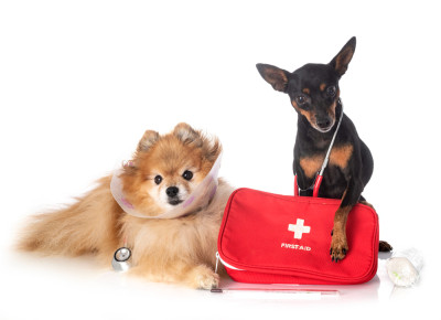 Emergency Preparedness for Pet Owners Be Ready for Anything