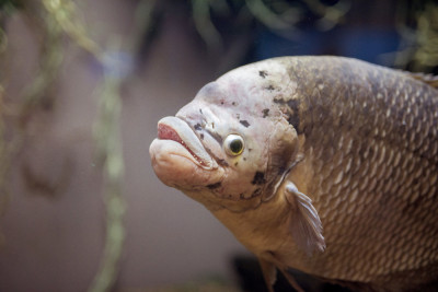 Preventing and Treating Common Fish Diseases